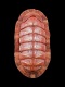 Chiton-canariensis-32.5-mm-RC-4827-