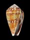 Conus guanche - 40 mm - RC 2174