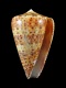 Conus pulcher siamensis [a1] - 54 mm - RC 4026