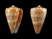 Conus pulcher siamensis [a2] - 54 mm - RC 4026