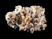 Dendropoma cristatum (cluster) [a2] - 56 mm - RC 3997