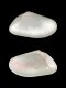 Donax venustus - 19 mm - RC 3680