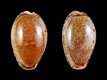 Erosaria spurca - 24-23 mm - RC 3220 [c+d]