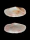 Gari fervensis (juv) - 15 mm - RC 4024