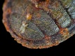 Lepidochitona-canariensis-a3-detail-7.5-mm-RC-4025