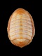 Leptochiton-algesirensis-11.7-mm-RC-4884-