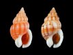 Nassarius incrassatus - 11-10 mm - RC 2208