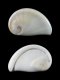 Naticarius dillwyni (operculum) - 9.9 mm - RC 3243 [b]