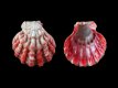 Nodipecten corallinoides - 32 mm - RC 3195