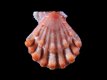 Nodipecten corallinoides (juv) - 18 mm - RC 3196