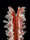 Pinna rudis - 230 mm - RC 3226 [a2]