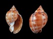 Semicassis granulatum undulata (juv) [a3] - 43 mm - RC 3989