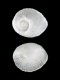 Naticidae (operculum) - 0.9 mm - RC 2779