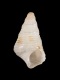 Cerithium sp. (juv) - 1.8 mm - RC 3970