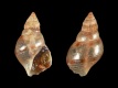 Litiopa melanostoma (juv) [a1] - 1.3 mm - RC 3969