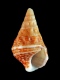 Cerithium sp. - 12 mm - RC 1072