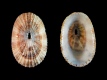 Diodora inaequalis - 8.5 mm - RC 1040