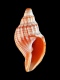 Narona mitriformis - 11.5 mm - RC 1070