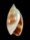 Olivella columellaris - 12.5 mm - RC 1124