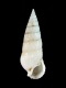 Cerithium sp. - 17 mm - RC 1373