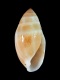 Ellobium sp. - 13 mm - RC 1365