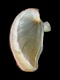 Nerita litterata (operculum) - 8.2 mm - RC 1369