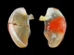 Nerita litterata (operculum reparatie) - 8.2 mm - RC 1369