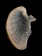 Nerita sanguinolenta (operculum) - 9.0 mm - RC 1671