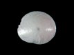 Amphistegina - 1.45 mm - Malediven
