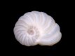 Foraminifera