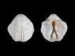 Brachiopoda-9.9-mm-Møns-Klint-Denemarken-RC-F223