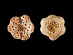 Bryozoa-1.5-mm-Nederland-Zeeuws-Vlaanderen-Breskens-RC-F293