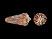 Fossiel-koraal-Turbinolia-sp.-3.3-mm-Nederland-Zwarte-Polder-RC-F164