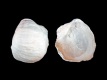 Oester-Pycnodonte-vesicularis-70-mm-Møns-Klint-Denemarken-RC-F209