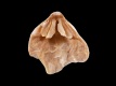 Pliothyrina-sowerbyana-Westerschelde-vorm-detail-slot-23-mm-Nederland-Westkapelle-RC-D055-b