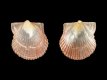 Aequipecten opercularis (juv) - 2.1 mm - RC 3884 [b]