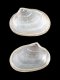 Kurtiella bidentata - 2.25 mm - RC 3891