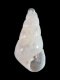 Odostomia unidentata - 1.8 mm - RC 3868 [a1]