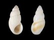 Onoba semicostata [b] - 2.3_2.8 mm - RC 3830