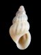 Rissoa parva [e] - 3.0 mm - RC 3836