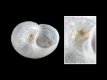 Skenea serpuloides [b2] - 0.8 mm - RC 3826