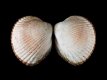 Cerastoderma glaucum - 25 mm - RC 3472 [a2]
