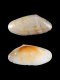 Donax variegatus - 28 mm - RC 3467