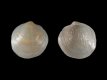 Loripes lucinalis - 13 mm - RC 3469 [b]