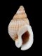 Nassarius reticulatus - 28 mm - RC 3487