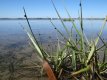 Peringia ulvae op zeegras - Bassin d'Arcachon - Frankrijk  (Gironde)