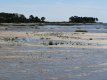 Slikgebied Bassin d'Arcachon - Frankrijk (Gironde) [c]