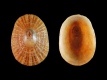 Fissurella sp. - 7 mm - RC 0673