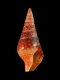 Mitrella ocellata - 8 mm - RC 0678