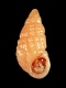 Rissoidae - 3 mm - RC 0677